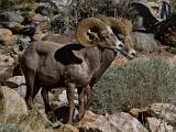 A Anza Borrego Desert 015